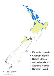 Veronica plebeia distribution map based on databased records at AK, CHR & WELT.
 Image: K.Boardman © Landcare Research 2022 CC-BY 4.0